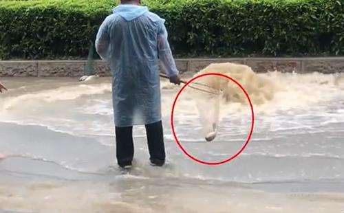 輸送帶廠家：廣州雨后內(nèi)澇嚴(yán)重，路人當(dāng)街捕魚