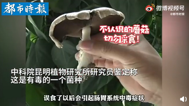 傳送帶輸送帶廠家：神奇！昆明一辦公室內(nèi)竟長出有毒蘑菇